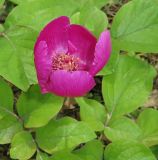 Paeonia caucasica. Цветок. Грузия, г. Тбилиси, Центральный ботанический сад АН Грузии. 23.04.2017.