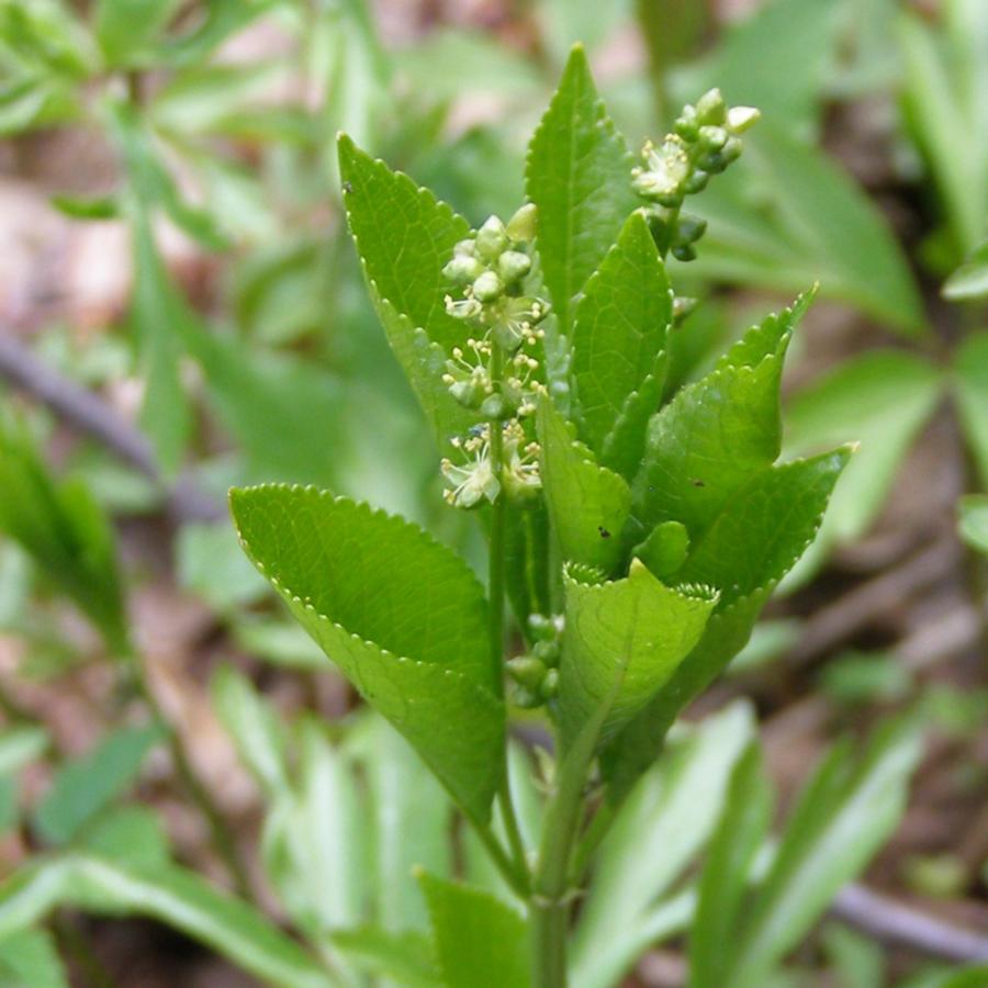 Image of Mercurialis perennis specimen.