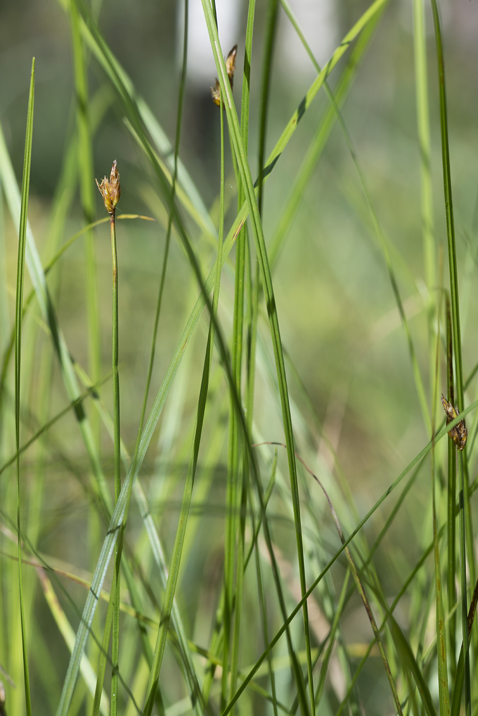 Image of Carex chordorrhiza specimen.
