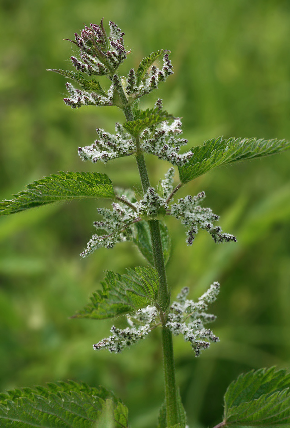 Изображение особи Urtica dioica.