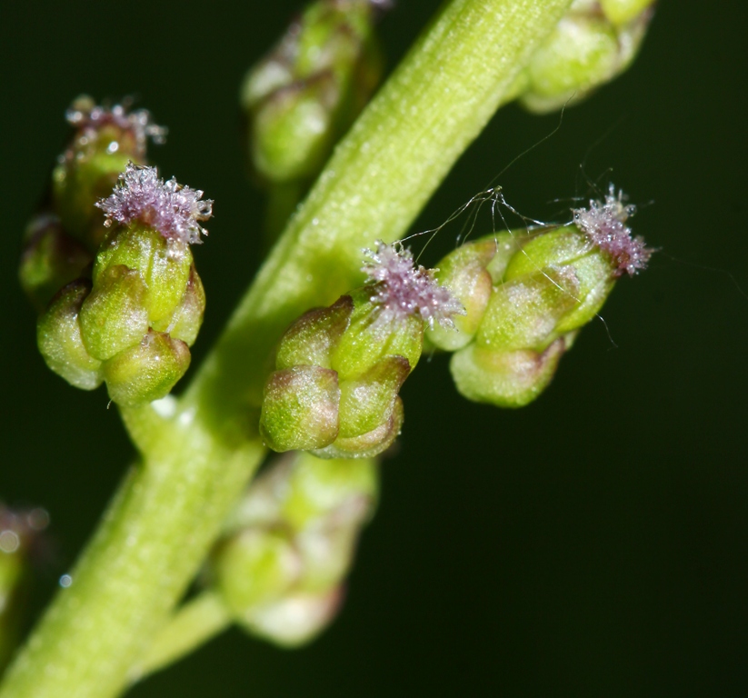 Image of Triglochin palustris specimen.