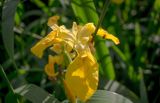 Iris pseudacorus. Цветок. Московская обл., Одинцовский р-н, окр. с. Луцино, в зарослях Phalaroides arundinacea у берега Москвы-реки. 03.07.2017.