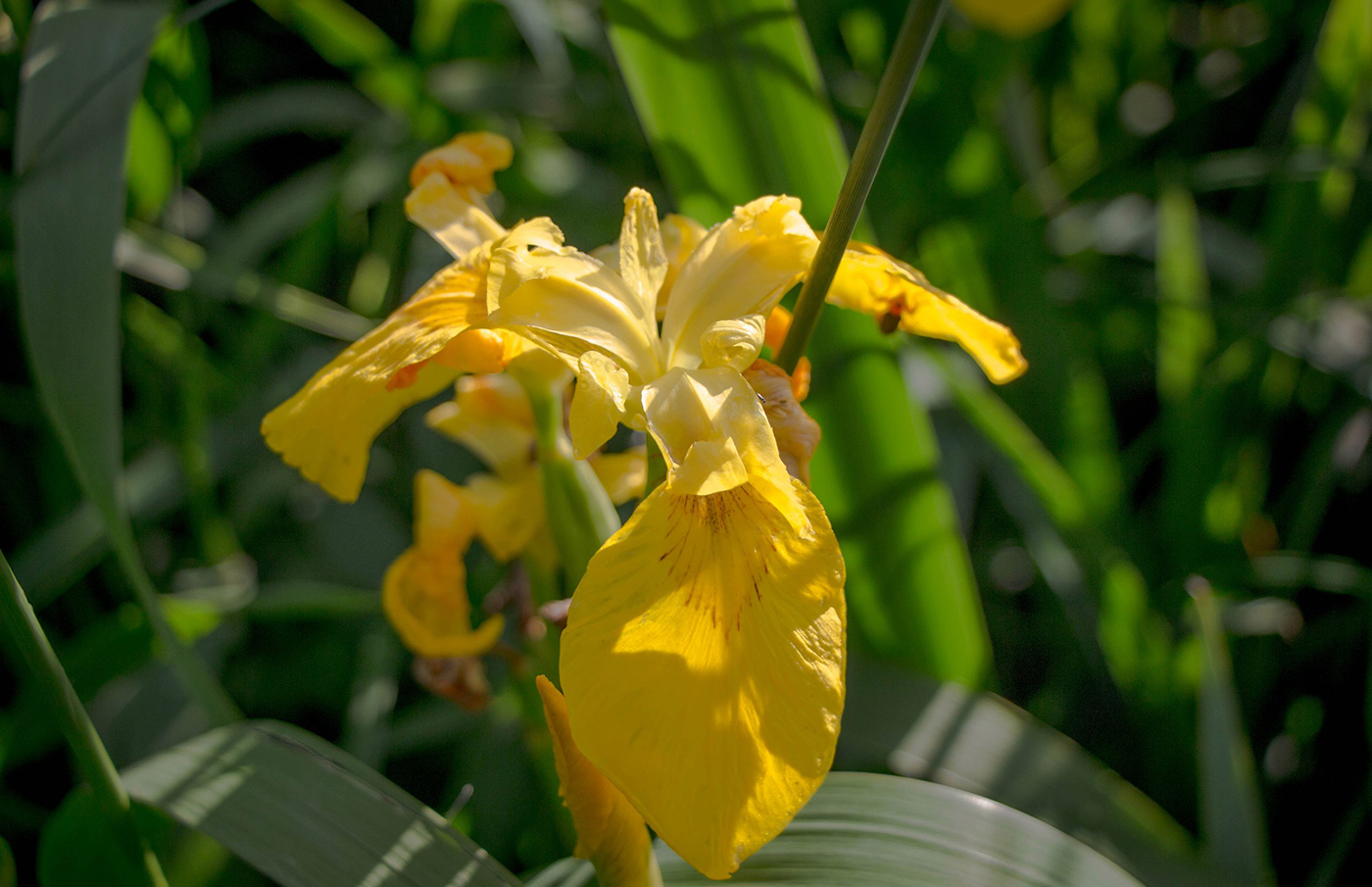 Изображение особи Iris pseudacorus.