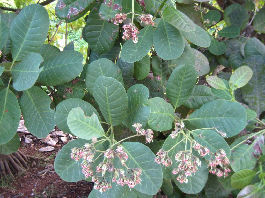 Изображение особи Anacardium occidentale.