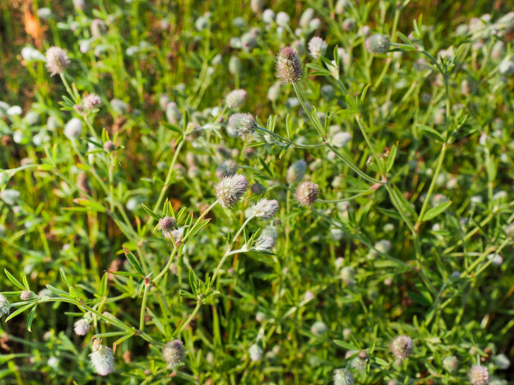 Изображение особи Trifolium arvense.