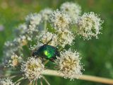 Angelica sylvestris