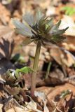 Ranunculus cassubicus. Молодой побег с бутоном. Санкт-Петербург, Дудергофские высоты, широколиственный лес. 25.04.2010.