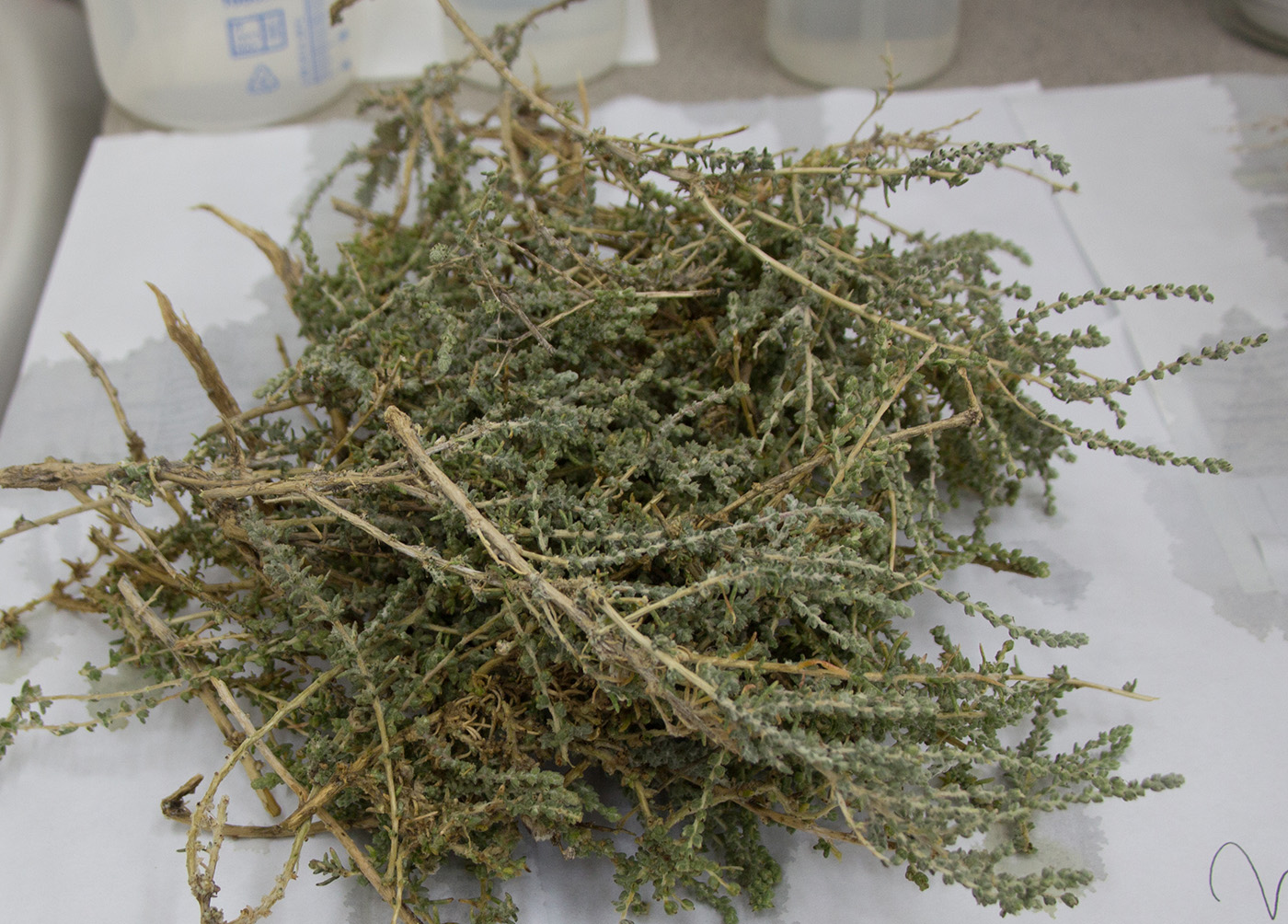 Image of Salsola orientalis specimen.