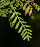 Bursera microphylla. Лист. Израиль, впадина Мёртвого моря, киббуц Эйн-Геди. 24.04.2017.