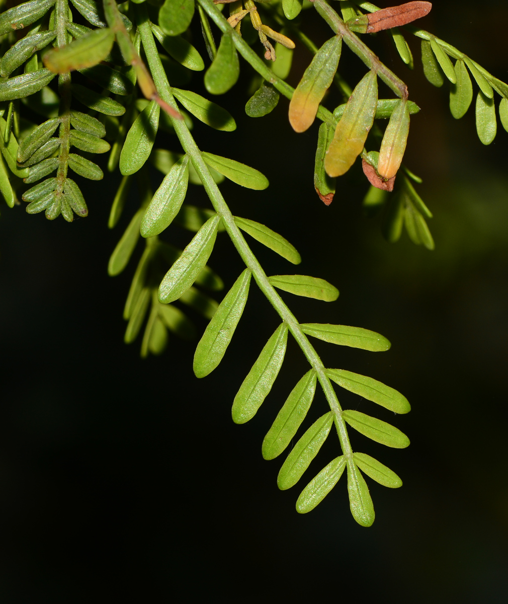 Image of Bursera microphylla specimen.