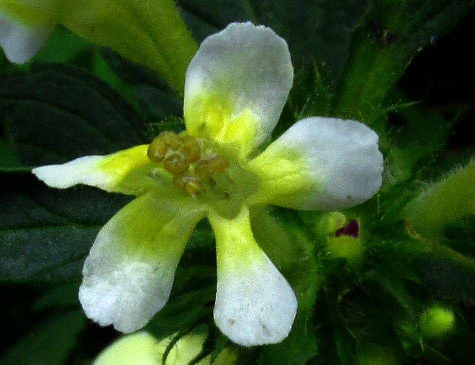 Image of Galeopsis speciosa specimen.