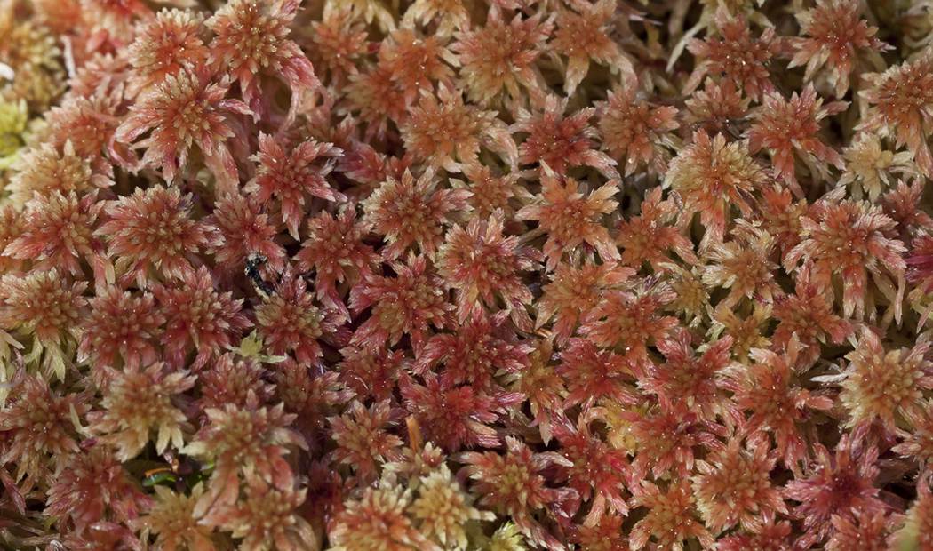 Image of genus Sphagnum specimen.