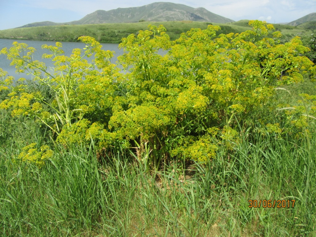 Image of Smyrniopsis aucheri specimen.