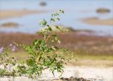 Persicaria lapathifolia. Цветущее растение на песчаном пляже; слева - цветущая Cakile baltica. Ленинградская обл., Кингисеппский р-н, окр. дер. Урмизно, берег Финского залива. 19.08.2017.
