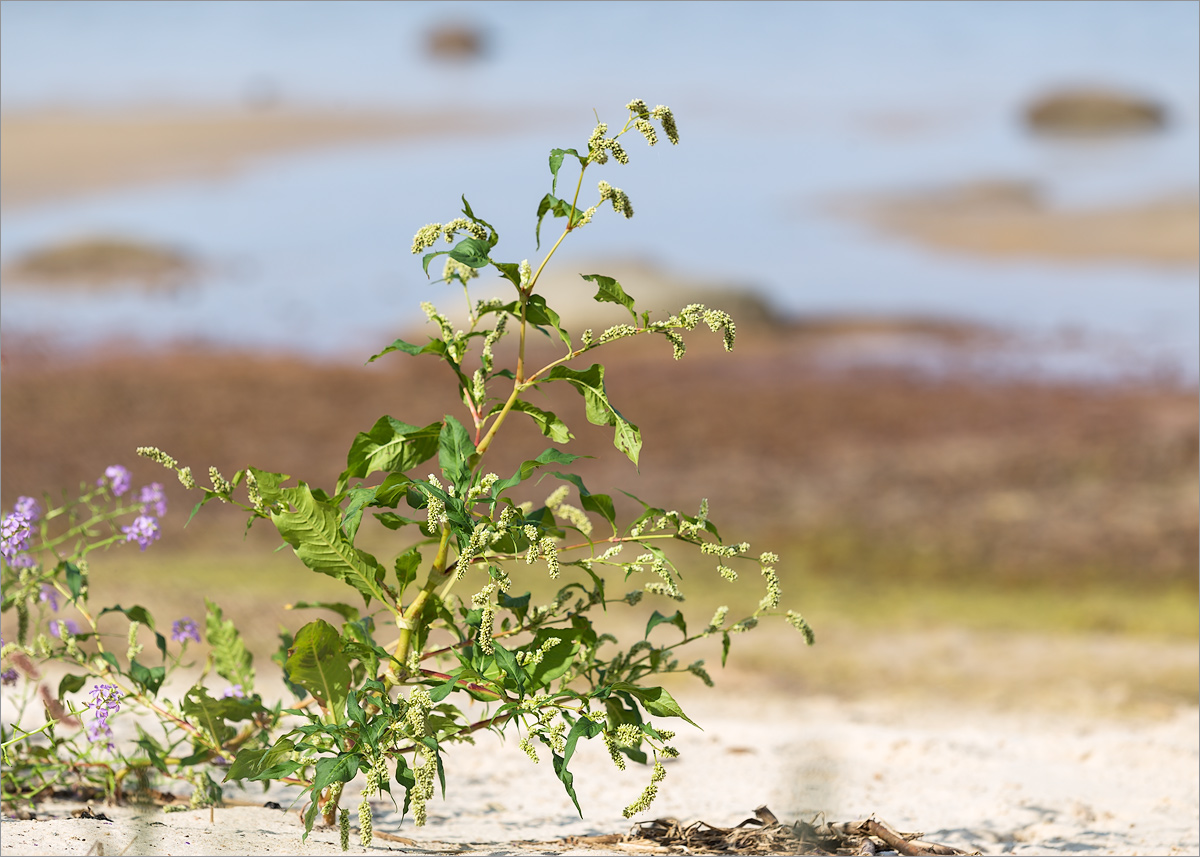 Image of Persicaria lapathifolia specimen.