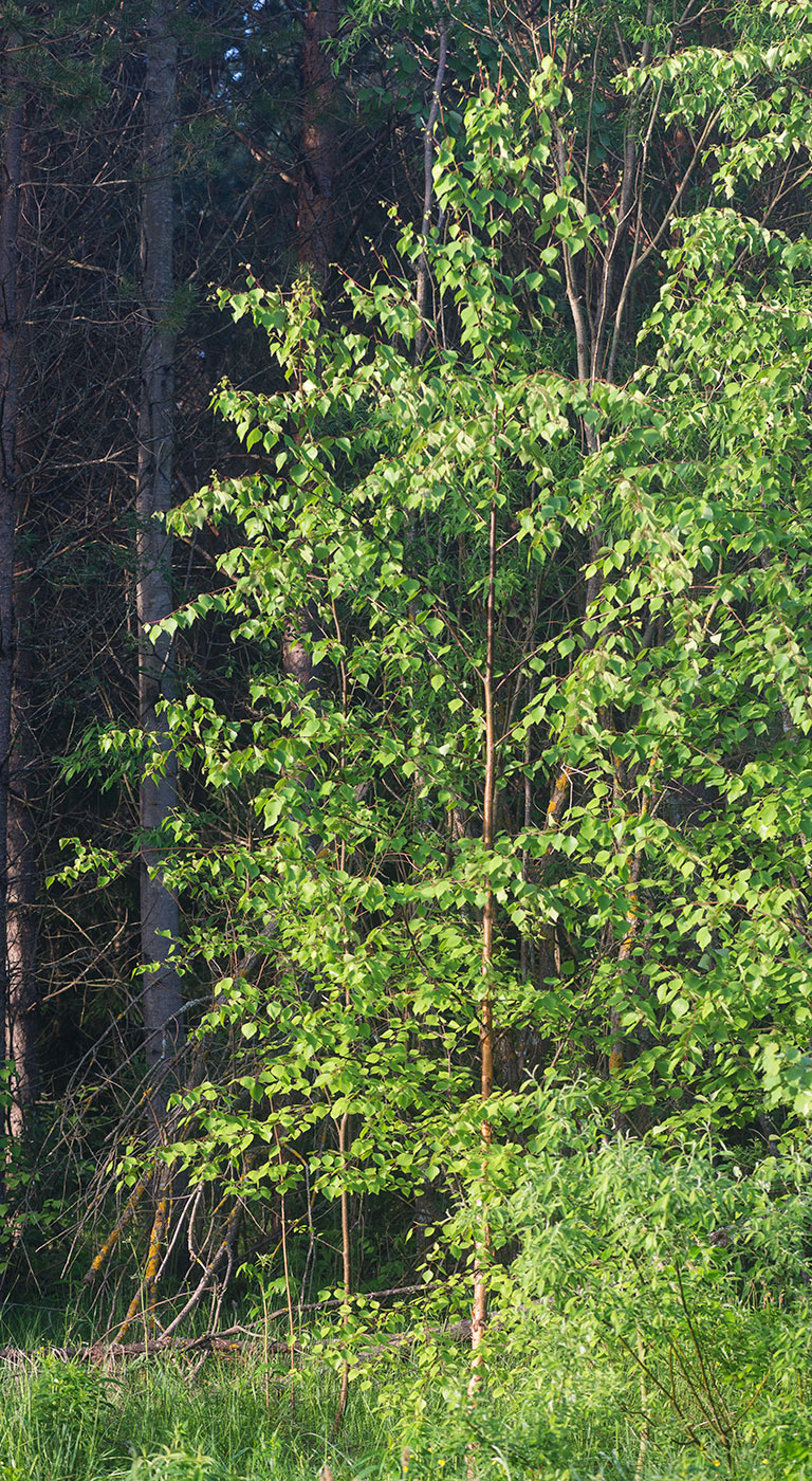 Image of Betula &times; aurata specimen.