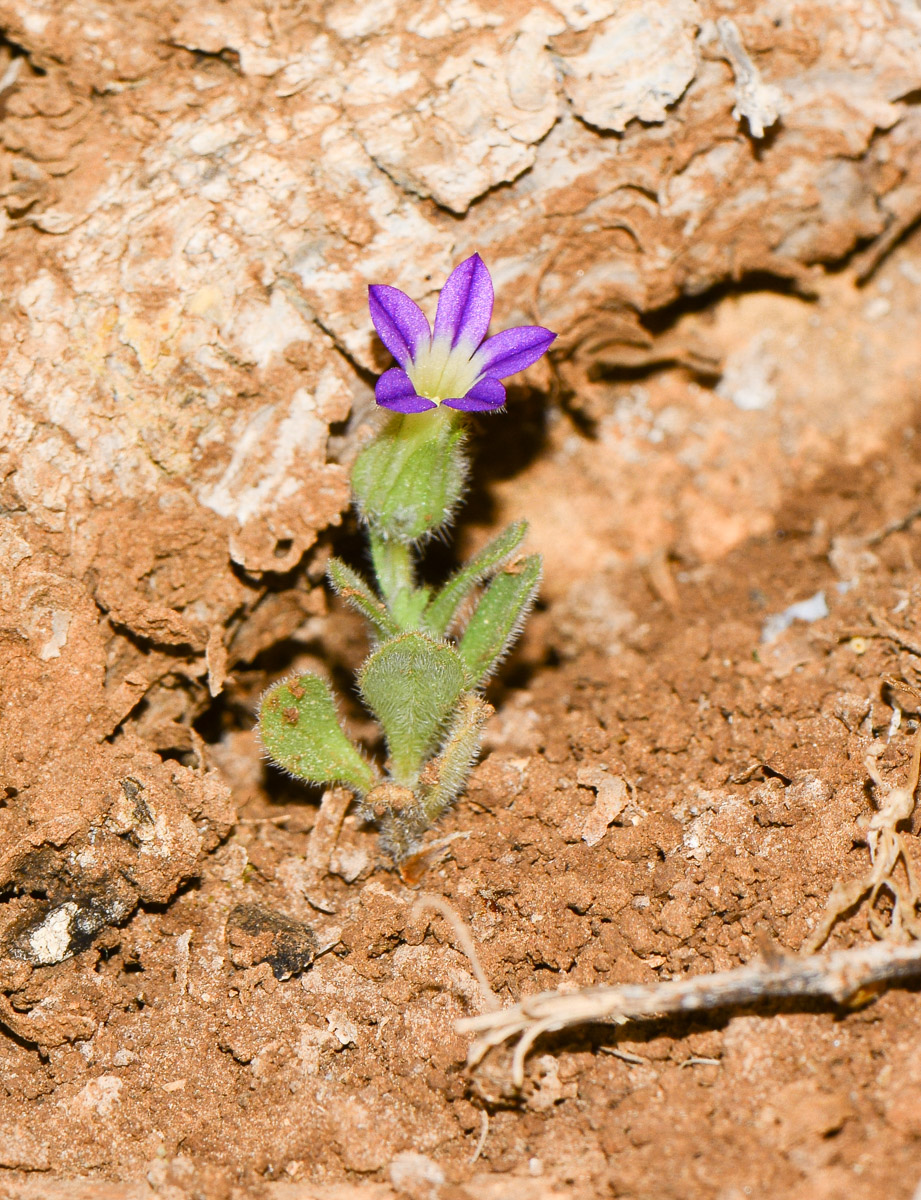 Изображение особи Campanula hierosolymitana.