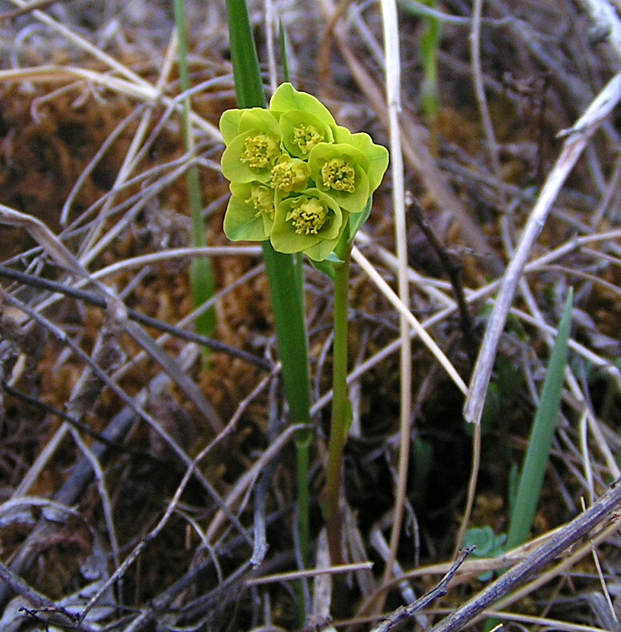 Изображение особи Euphorbia altaica.