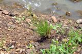 Juncus decipiens