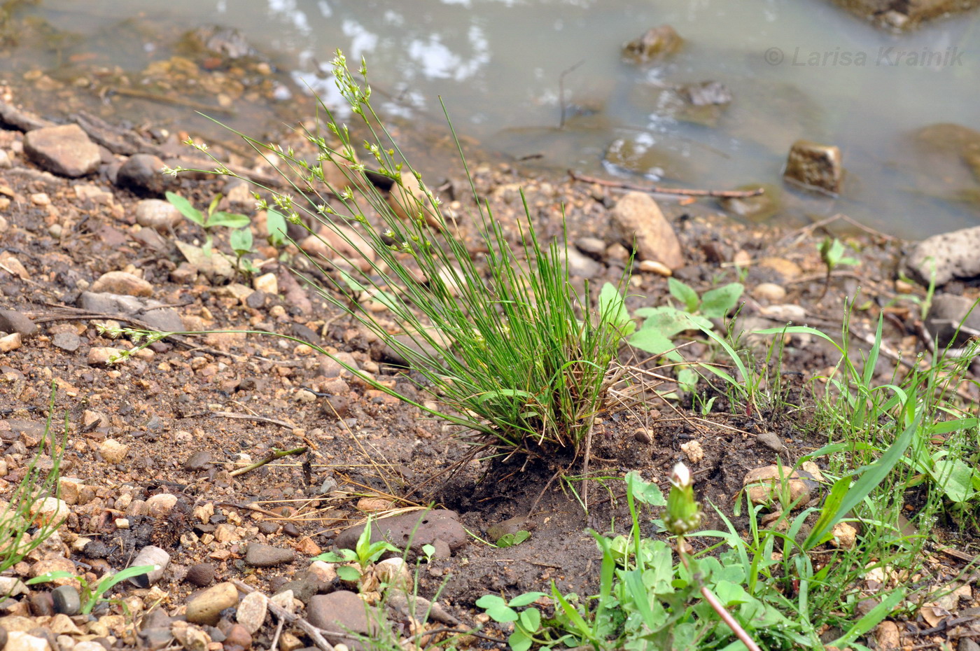 Image of Juncus decipiens specimen.