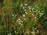 Erigeron annuus