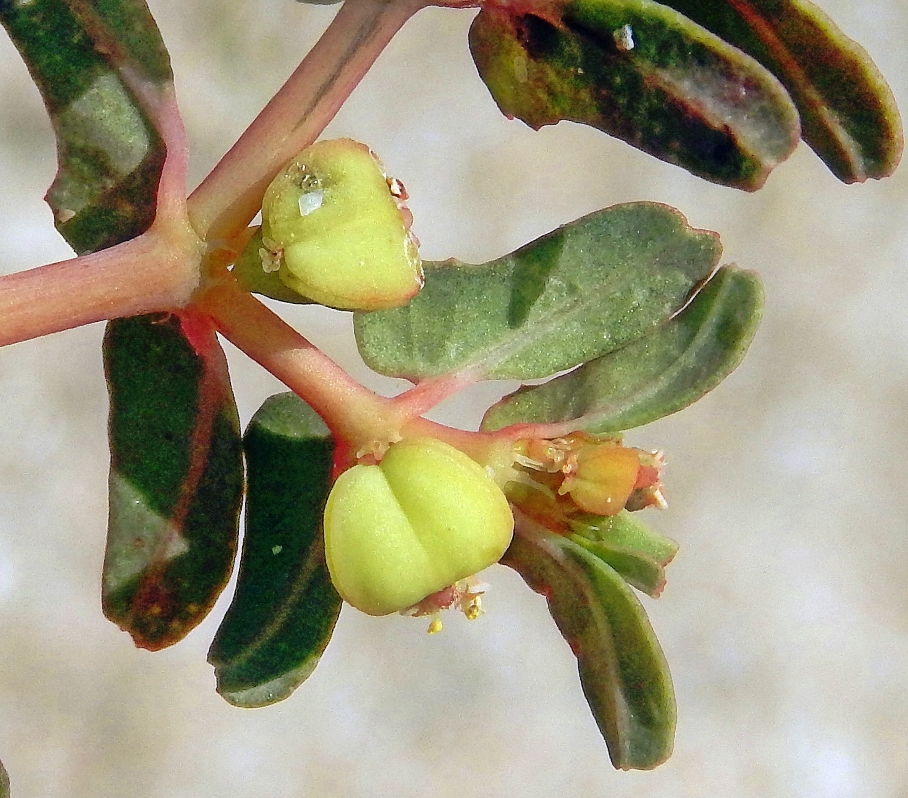 Image of Euphorbia peplis specimen.