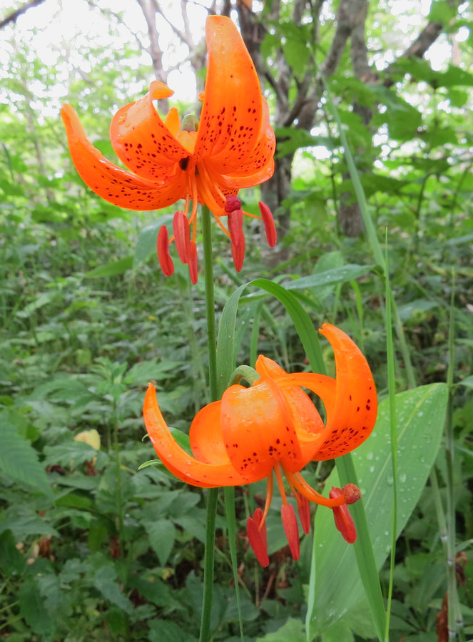 Image of Lilium debile specimen.