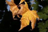 Platanus &times; acerifolia