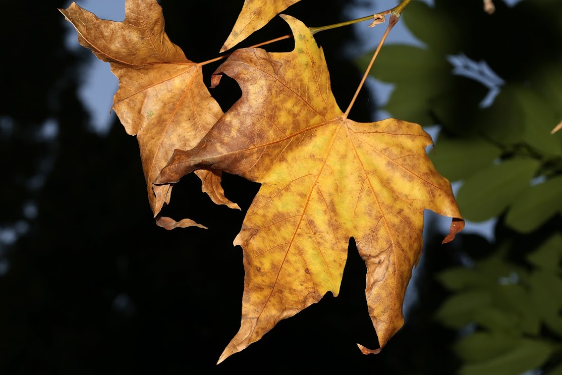 Изображение особи Platanus &times; acerifolia.