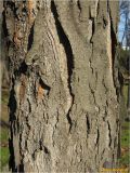 Gleditsia triacanthos. Часть ствола в нижней части. Украина, г. Николаев, Заводской р-н, парк \"Лески\". 28.12.2017.