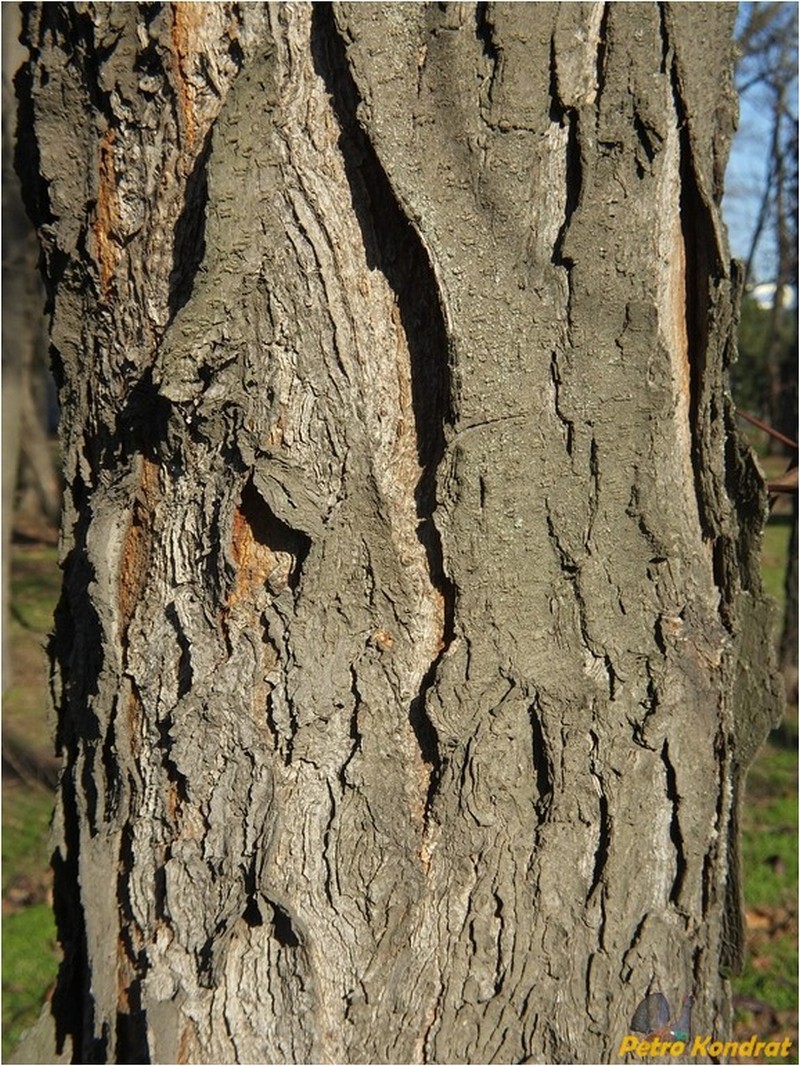 Изображение особи Gleditsia triacanthos.