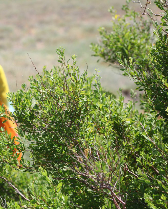 Image of Spiraea hypericifolia specimen.