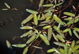 Persicaria amphibia. Верхушки побегов и пробегающие клопы-водомерки. Монголия, аймак Завхан, долина р. Идэр-Гол, ≈ 1600 м н.у.м., в воде у берега. 07.06.2017.