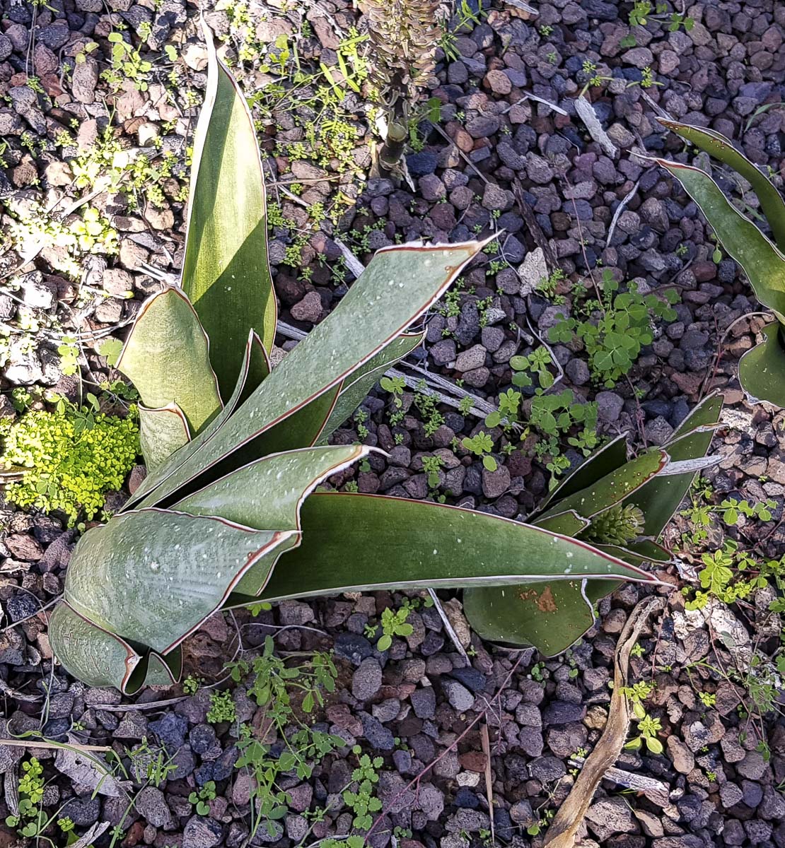 Image of Sansevieria liberica specimen.