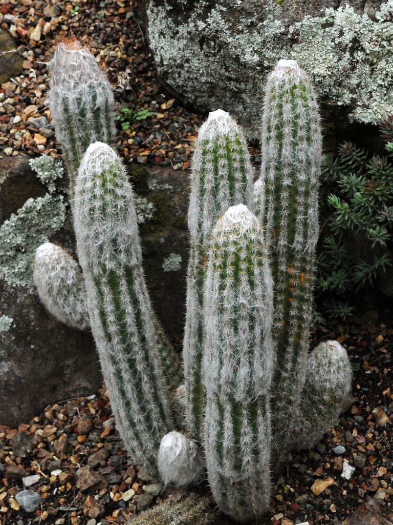Image of Oreocereus doelzianus specimen.