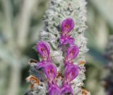 Stachys byzantina