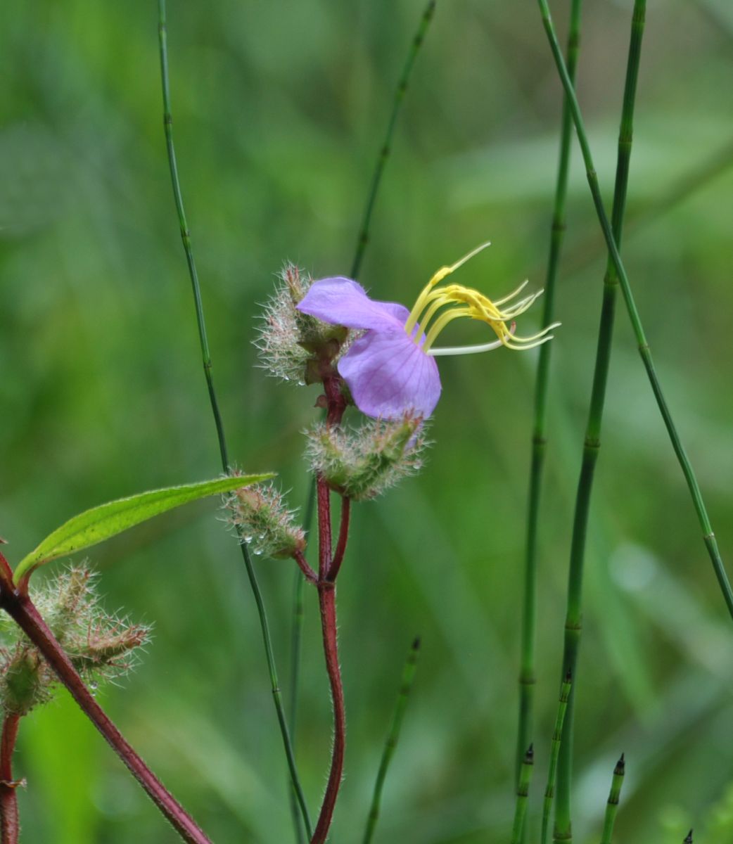 Изображение особи Osbeckia stellata.