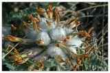 Astragalus testiculatus. Плоды. Республика Татарстан, Бавлинский р-н, г. Бавлы. 13.05.2010.