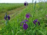 Iris ensata