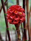 Tapeinochilos ananassae. Соцветие. Малайзия, Куала-Лумпур, в культуре. 13.05.2017.