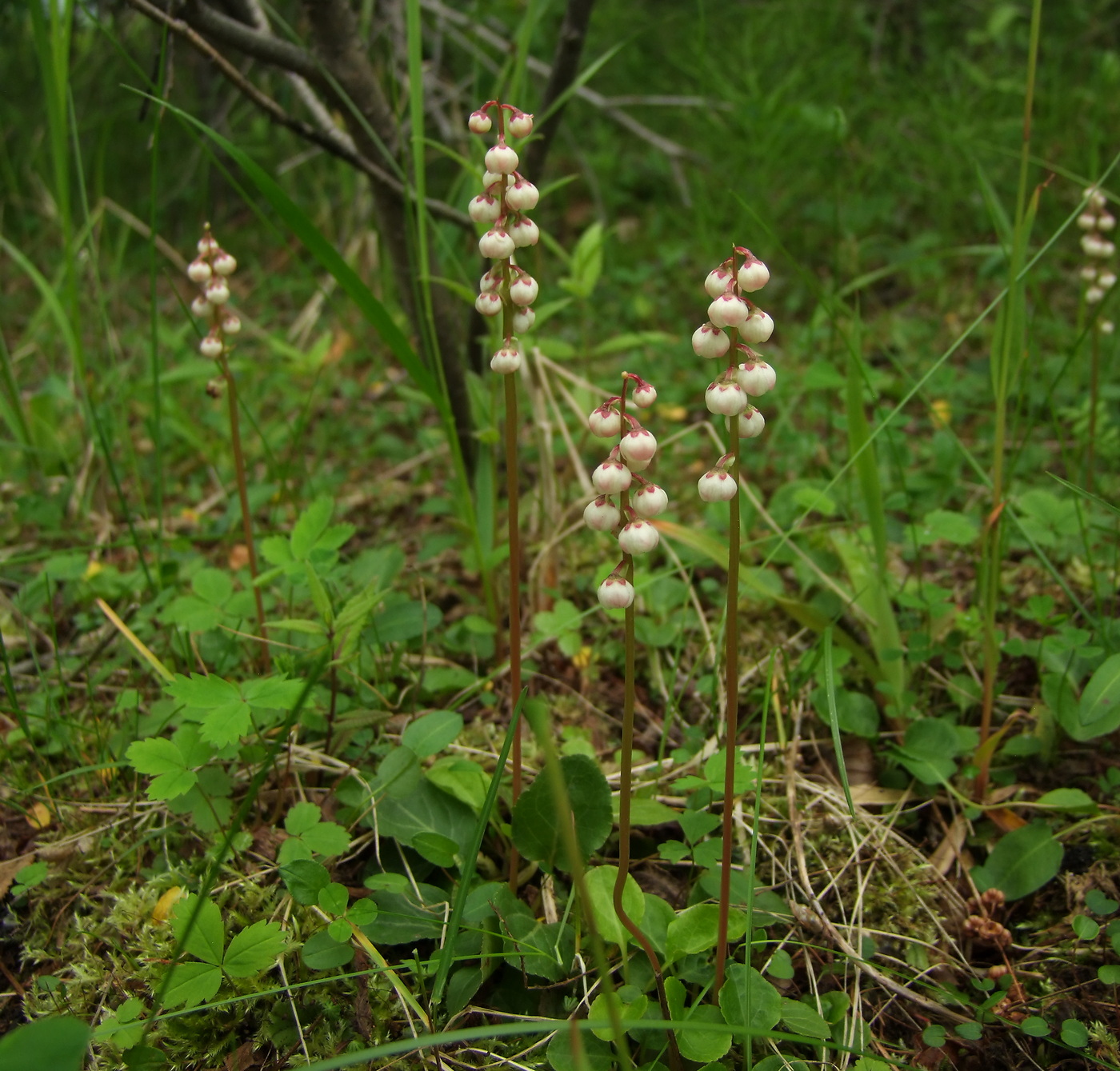 Изображение особи Pyrola minor.