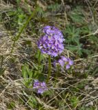 Primula auriculata. Цветущее растение. Кабардино-Балкария, Эльбрусский р-н, гора Чегет, субальпийский луг. 09.06.2009.