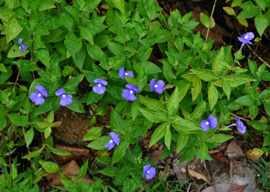 Image of Matourea azurea specimen.