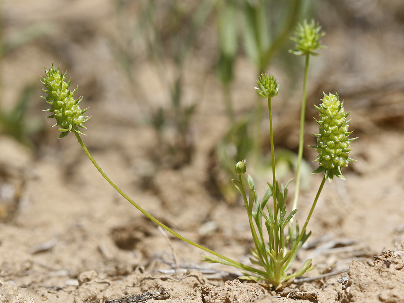 Изображение особи Ceratocephala glabra.