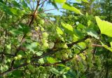 Ribes glabrum