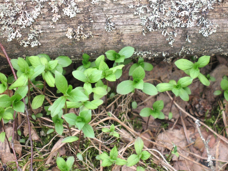 Изображение особи Trientalis europaea.