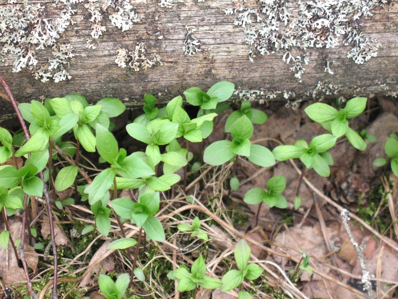 Image of Trientalis europaea specimen.