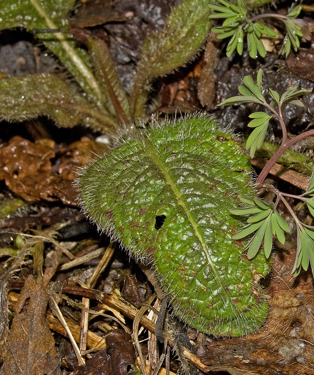 Image of class Magnoliopsida specimen.