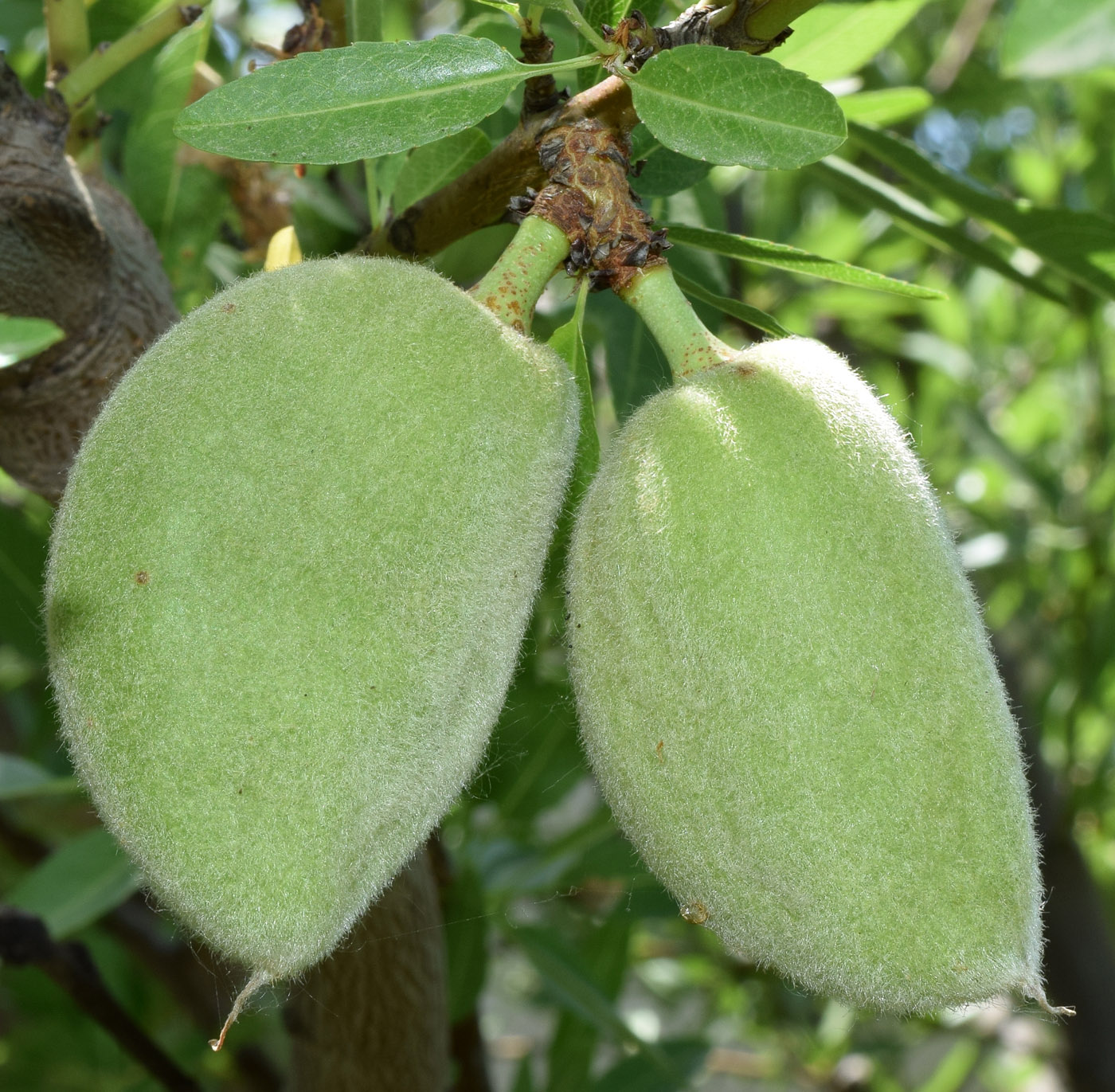 Image of Amygdalus communis specimen.