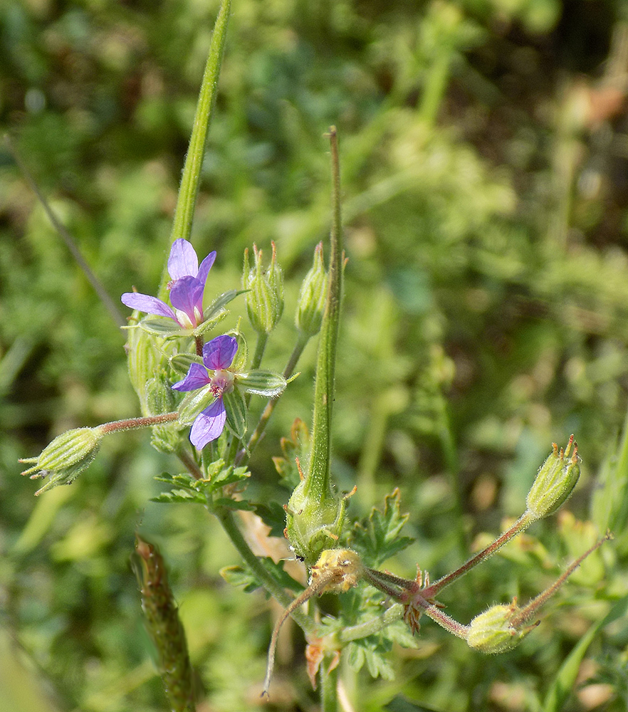 Image of Erodium ciconium specimen.